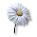 Soubor:Mírová květina.png