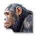 Klaunova opice.png