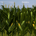 Soubor:Kukuřičné pole.png