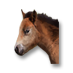 Soubor:Kůň z puebla.png