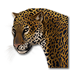 Mexický jaguár.png