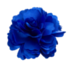 Soubor:Modrý květ.png