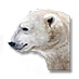 Trpaslíkův lední medvěd.png