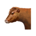 Soubor:Johannova kráva.png