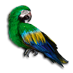 Karibský papoušek.png