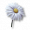 Mírová květina