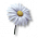 Mírová květina